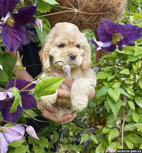 Americký kokršpaněl-štěňata/ american cocker spaniel-puppies