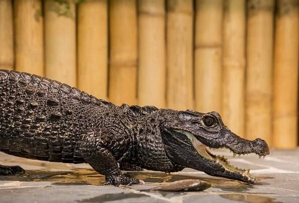 Krokodýlí zoo v Holešovicích - Praha, Hlavní město Praha | Regiontourist.cz