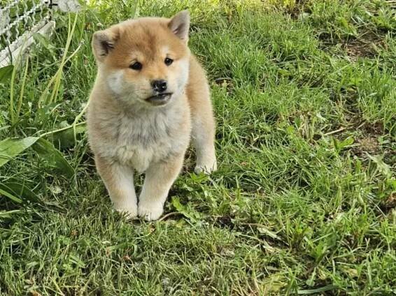 Shiba Inu