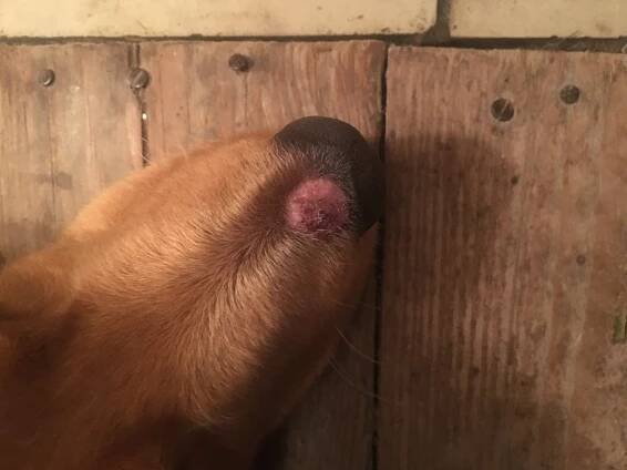 Odřenina nebo něco jiného? | RadaVeterináře.cz 