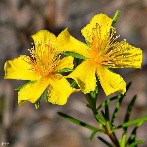 Hypericum fasciculatum