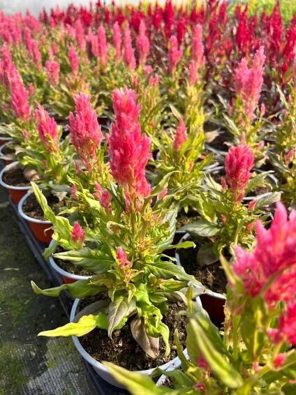Celosia Pierzasta Celosia Plumosa Bright Sparks PINK – sazenice