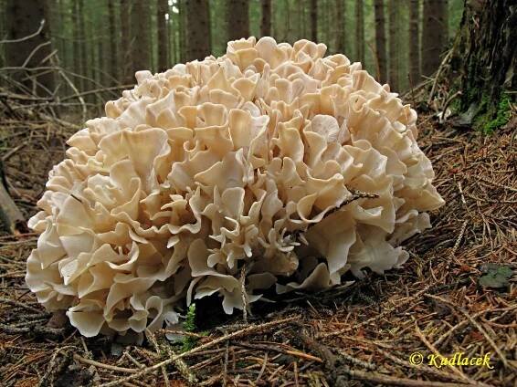 Obrázek - Sparassis nemecii (kotrč Němcův) | BioLib.cz