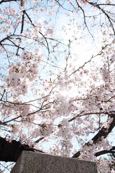 3072X4608 Sakura Wallpaper and Background