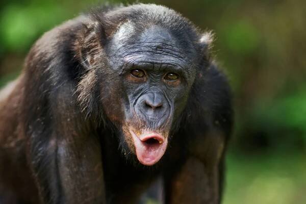 Bonobos’ Complex Calls Share an Extraordinary Trait with Human Language