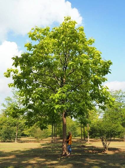 Nursery: Purchase specimen trees