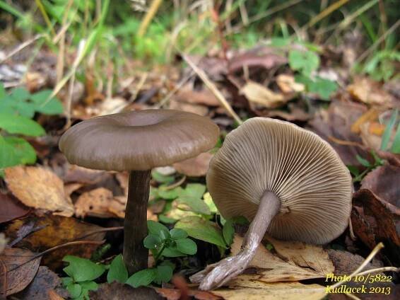 Strmělka číškovitá - Pseudoclitocybe cyathiformis - Kudluv fotoatlas hub