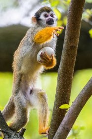 Kotul – mlsná opička v Zoo Praha: Ukradl kachně vejce