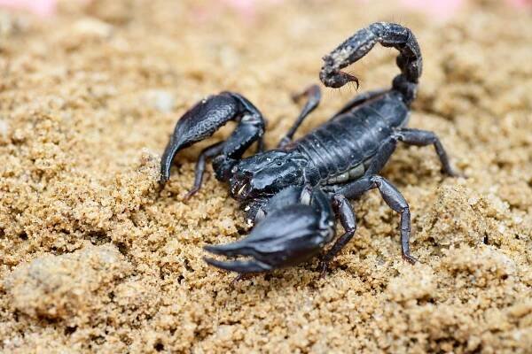Scorpion — Stock obrázek