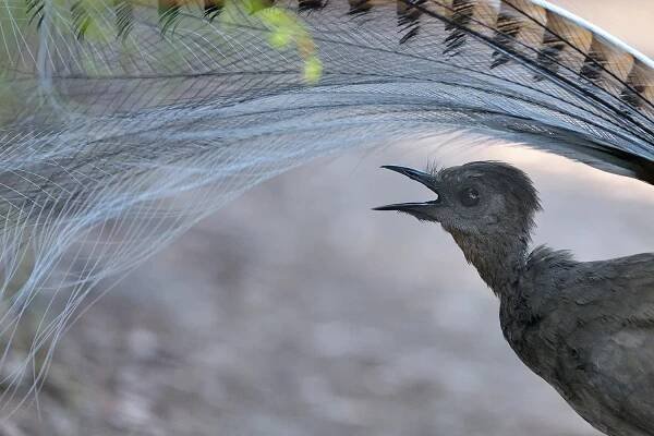 Superb Lyrebird, NSW, Australia
