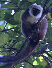 Lemur běločelý