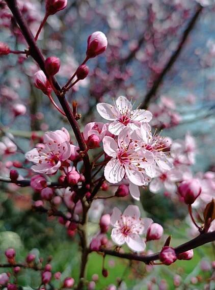 Třešeň červenolistá 'Nigra' - sakura :: Neleňprozeleň.cz
