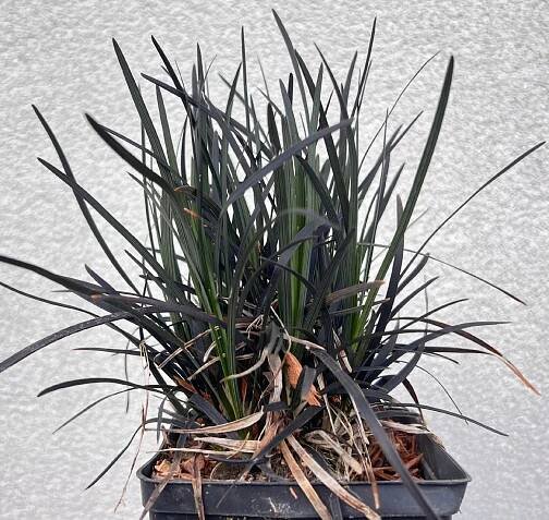 Konvalinka plochá 'Nigrescens' (Ophiopogon) Černá Tráva Niger Poj. 1L Země Polsko