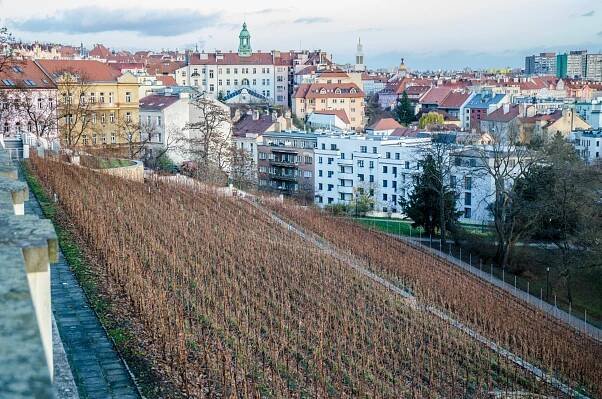 Havlíčkovy sady - vinice