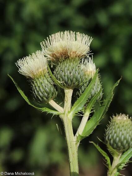 Cirsium ×tataricum – pcháč šedý × p. zelinný