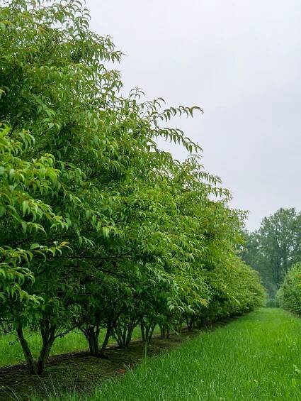 Prunus incisa 'Oshidori' | slivoň vyříznutá 'Oshidori' - Van den Berk školky