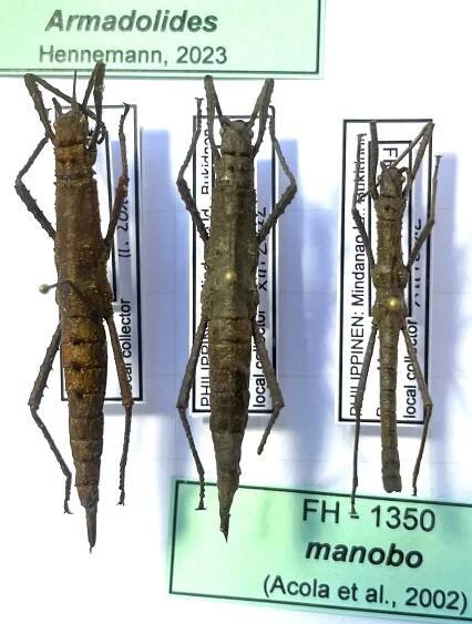 Armadolides