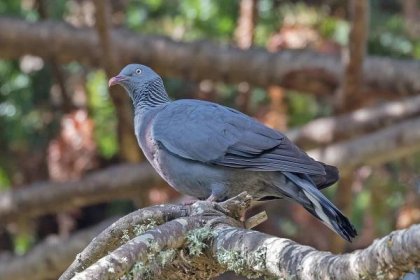 The endemic Trocaz or Long-toed Pigeon