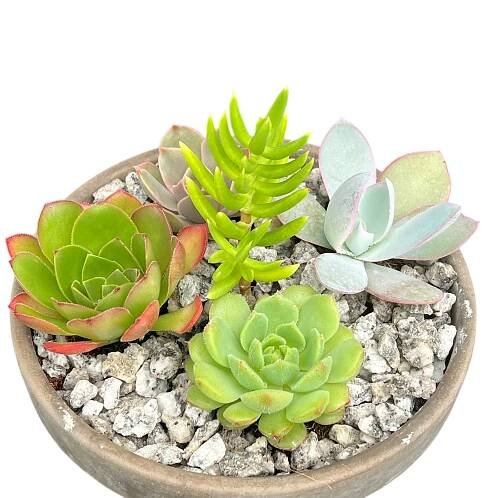 Surreal Bundles – Surreal Succulents