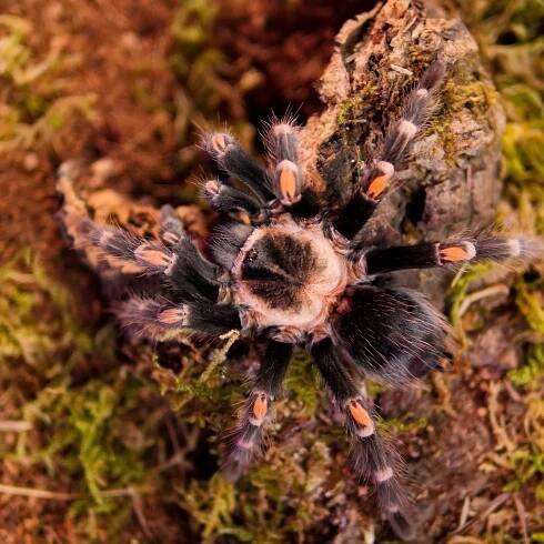Mexican Flame Knee Tarantula (Brachypelma auratum) Care Sheet — The Tarantula Collective