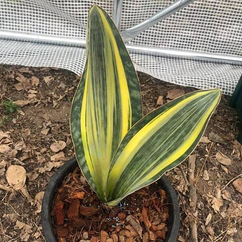 Sansevieria Masoniana Variegata