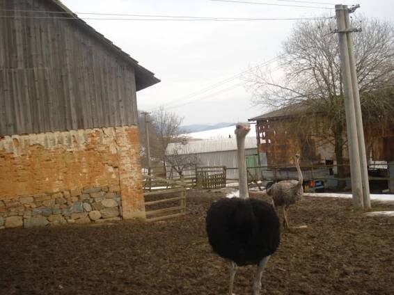 Chlum-Korouhvice - Živéobce.cz