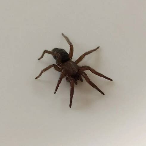 Soubor:Scotophaeus scutulatus, front view.jpg – Wikipedie