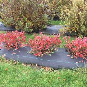 Low Scape Mound Aronia with bright red-orange fall color