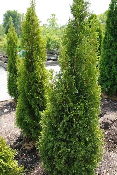 Thuja Occidentalis Smaragd