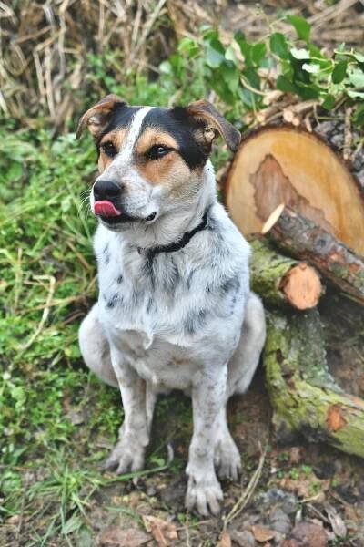 NIKITA - ADOPTOVANÁ - Home4Pets