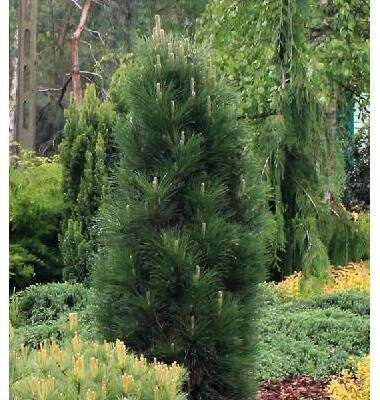 Pinus nigra Green Tower (borovice černá)