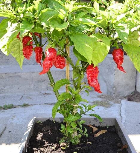 Carolina Reaper - Wikipedia