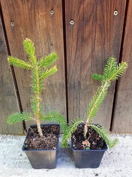 Smrek obyčajný previsnutý (Picea abies ́inversa ́) veľkosť 20+cm