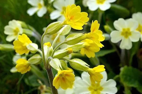 prvosenka jarní (Primula veris)