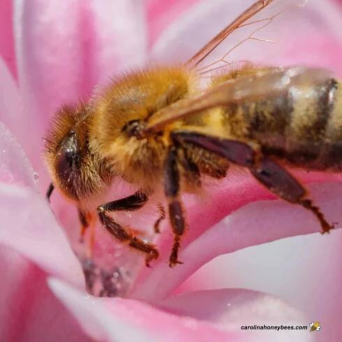 Nectar vs Pollen