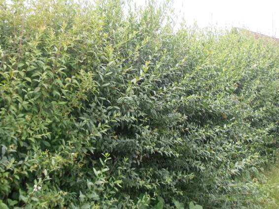PTAČÍ ZOB - Ligustrum vulgare ́Atrovirens ́