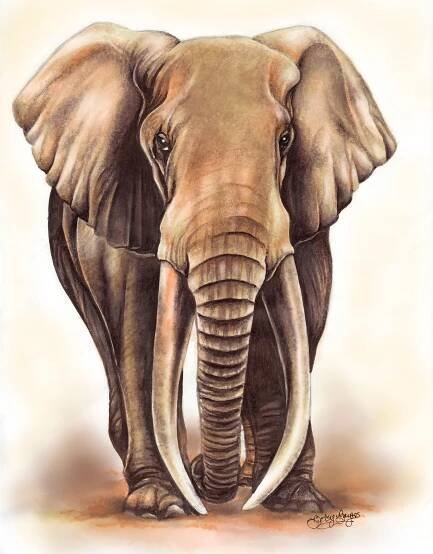The Big Tusker