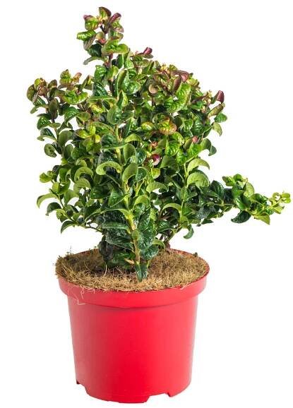 Leukothoe, Leucothoe axillaris Curly Red, velikost kontejneru 2.5 l