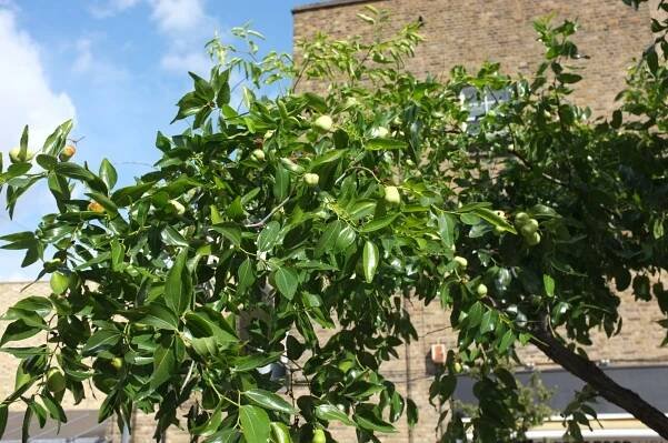 Ziziphus jujuba
