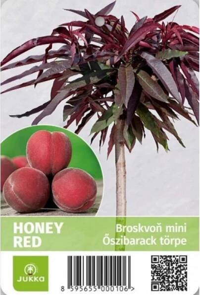Broskvoň zakrslá mini HONEY RED - kontejner