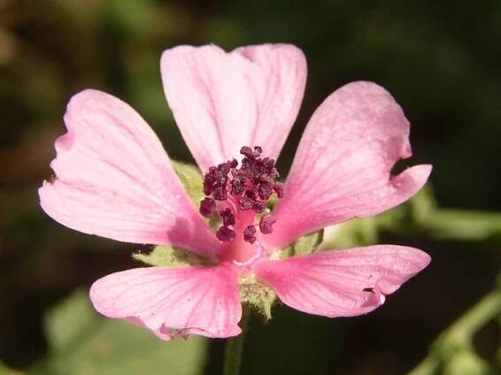 Althaea taurinensis, foto: Ladislav Hoskovec