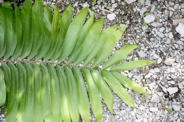 Zamia variegata