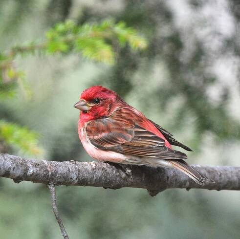 Finch + Folly — BIRDS in our Maine woods