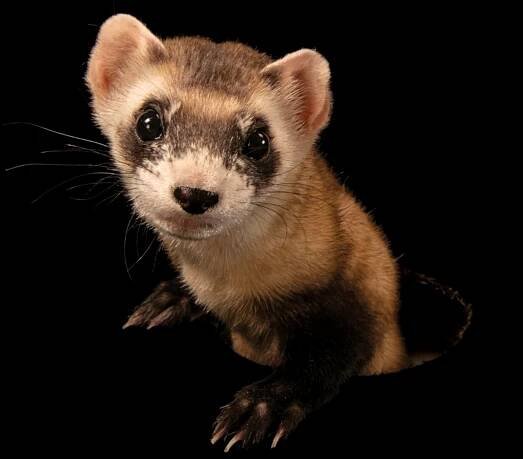 Ochraně těchto významných šelem – tchoře černonohého (Mustela nigripes) se věnuje Národní centrum pro ochranu tchoře černonohého v Coloradu, kde byl vyfotografován tento jedinec. Elizabeth Ann (nahoře) je první klonovaný tchoř na světě. Narodil se v roce 2020 z genů divoké samice, která uhynula v polovině osmdesátých let.