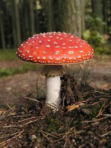 Amanita muscaria var. muscaria - muchomůrka červená