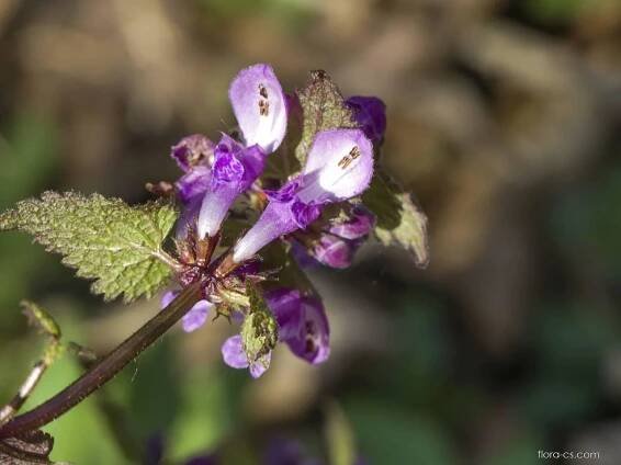 Hluchavka nachová (Lamium purpureum)