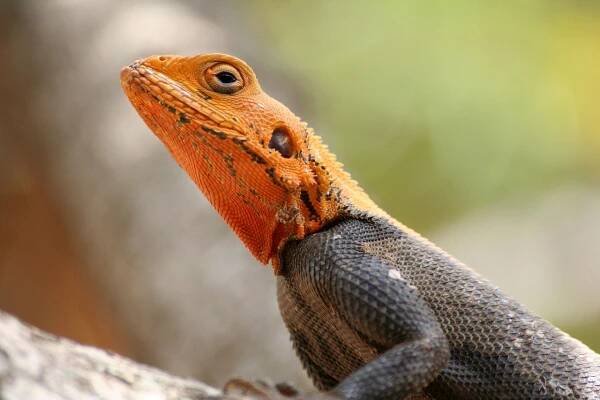 Ještěrka Plaz Váhy - Fotografie zdarma na Pixabay