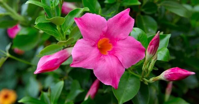 Rozmnozovani Mandevilla