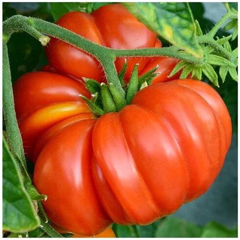 RAJČE MARMANDE VYSOKÁ MASITÁ PEVNÁ PLENNÁ DUŽINA MASA DO 170 g