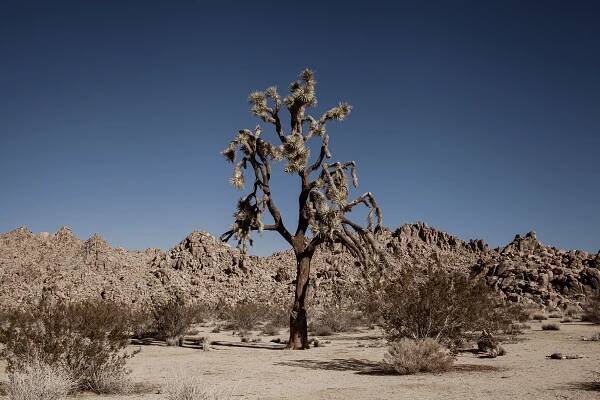 "A call to the desert" - Tove Breistein